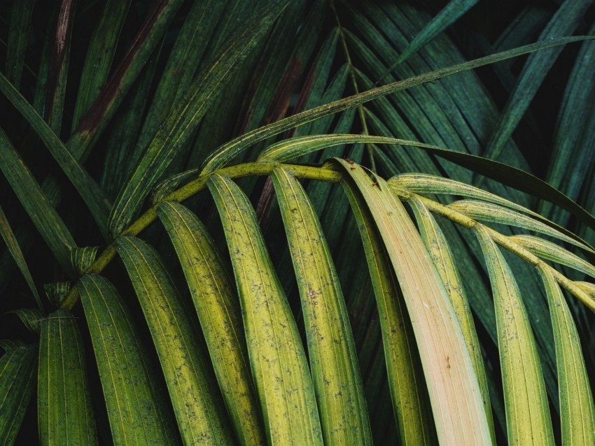 palm leaves branch plant green PNG transparent photos mega collection