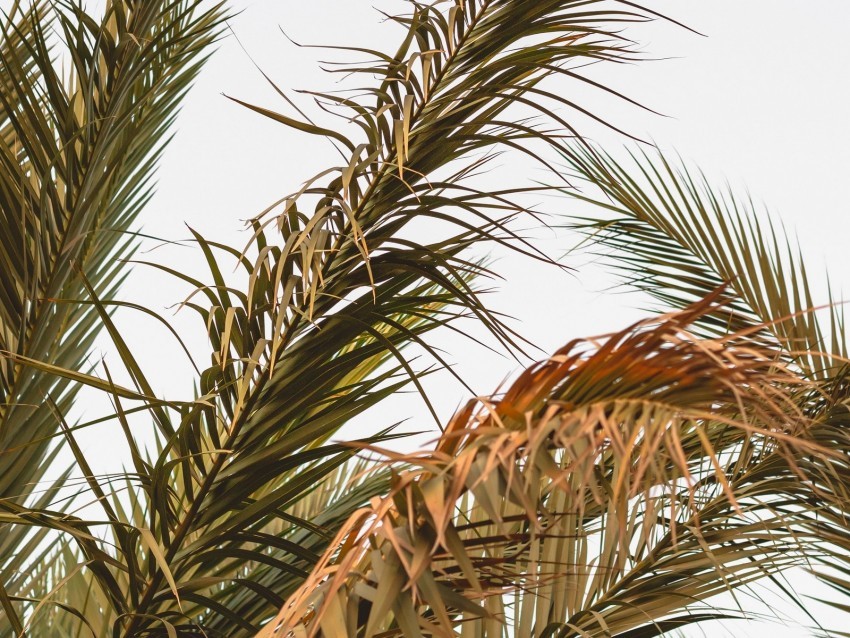 palm leaves branches plant tropical Transparent PNG vectors