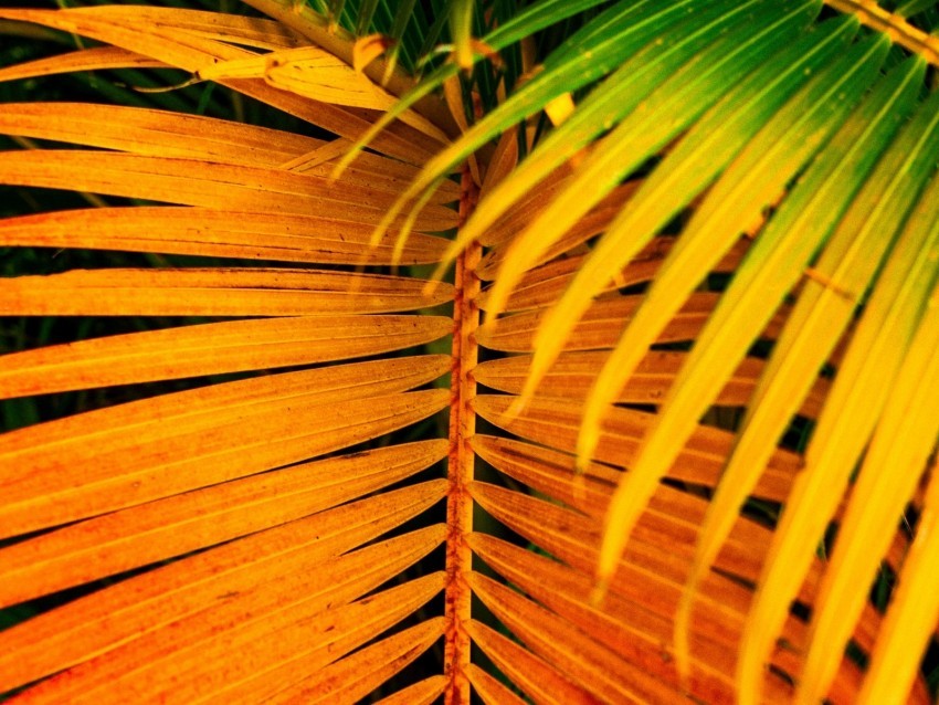 palm leaves yellow branch bright saturated Transparent PNG illustrations