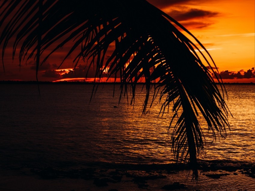 palm sea sunset dark twilight PNG images with no limitations 4k wallpaper