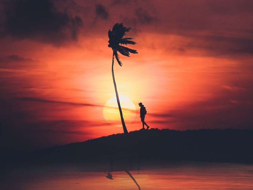 palm silhouette sunset night loneliness solitude PNG with isolated background 4k wallpaper