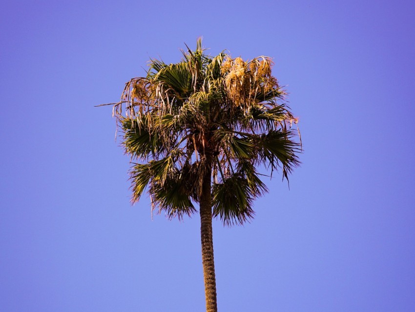 palm sky clean tree treetop PNG files with clear background variety