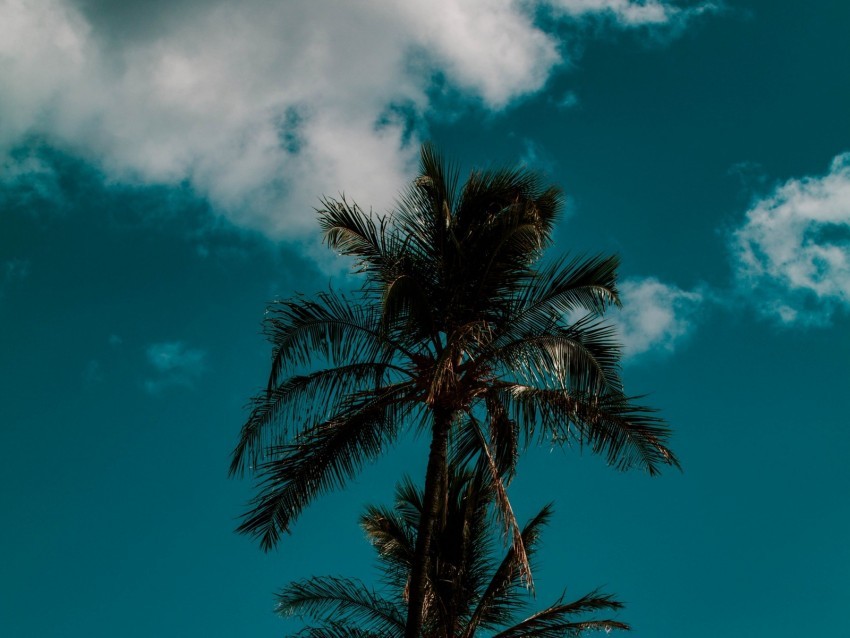 palm sky clouds tropics trees PNG high quality 4k wallpaper