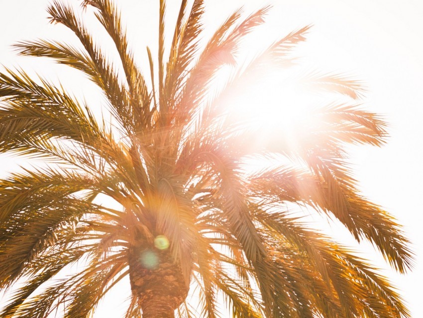 palm sun flare light bright PNG clear images 4k wallpaper