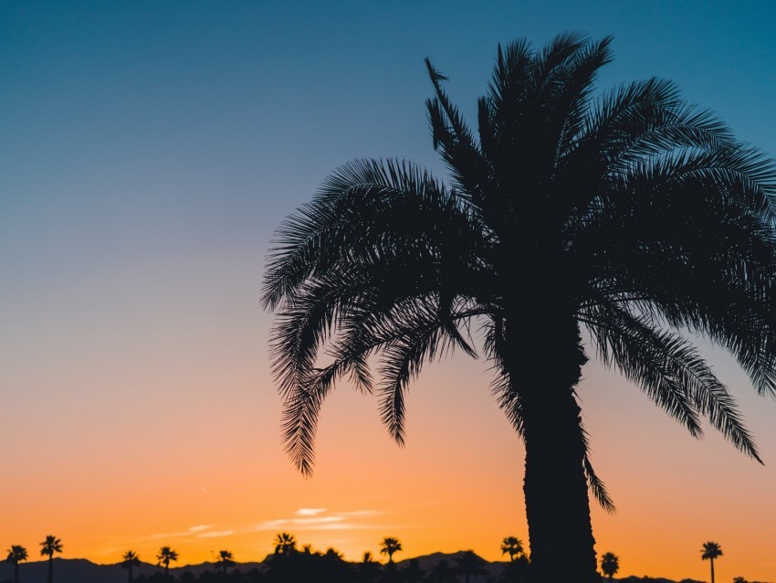 palm sunset leaves branches sky tropics PNG Image Isolated with HighQuality Clarity