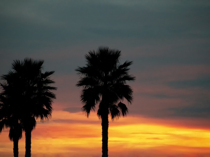 palm sunset palm trees sky tropics Isolated Design on Clear Transparent PNG