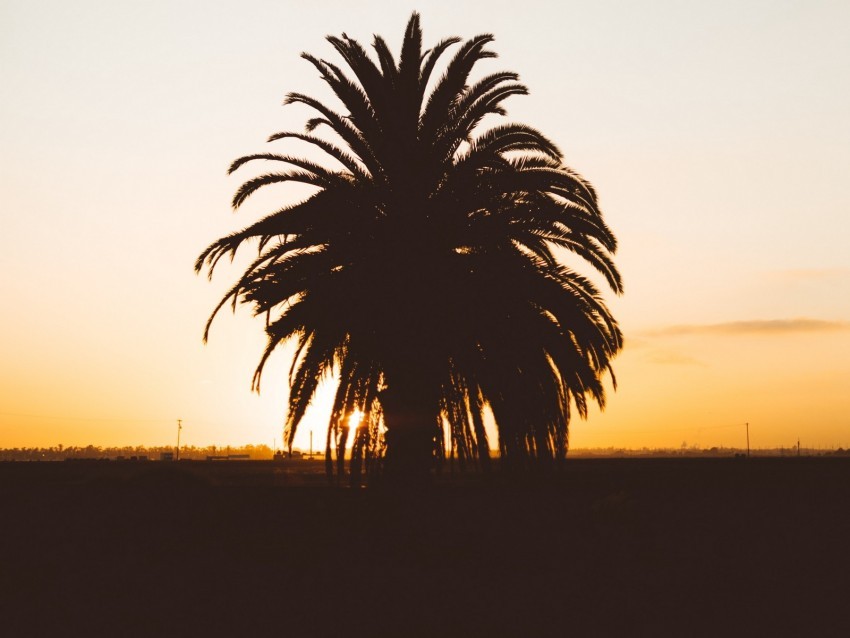 palm sunset shadows horizon silhouette Transparent PNG images for design 4k wallpaper