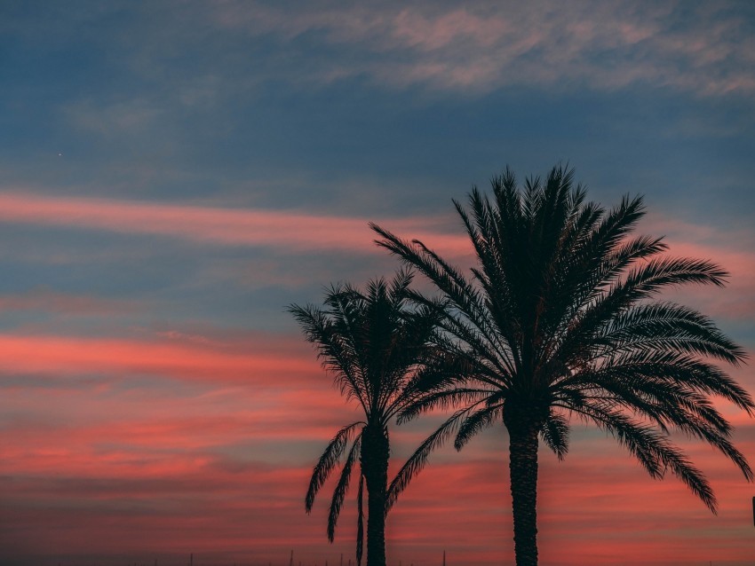 palm sunset sky branches outlines night tropics Free PNG download no background