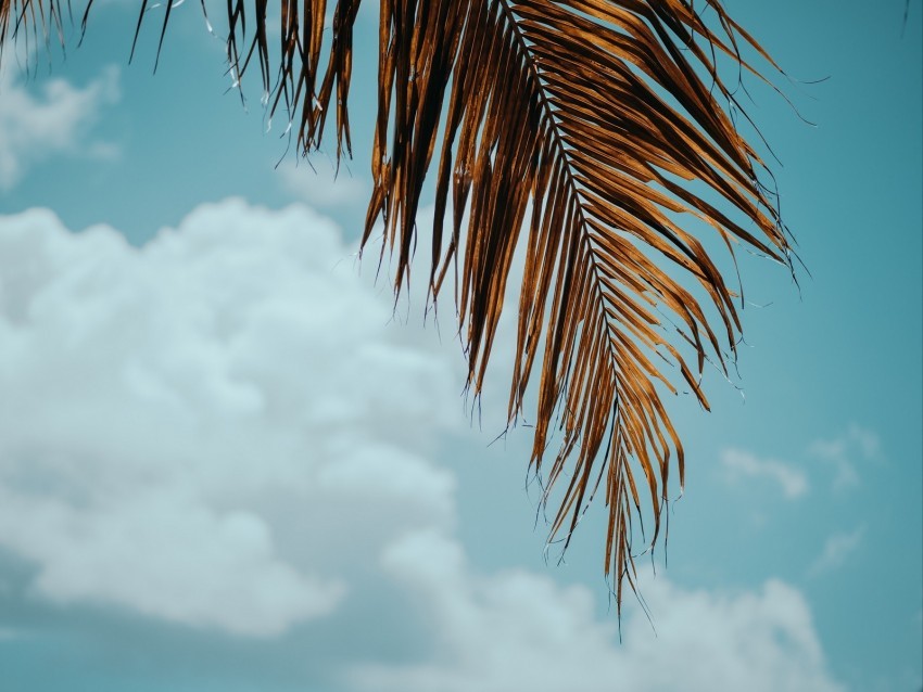 palm tree branch leaves sky Isolated Character in Transparent PNG Format