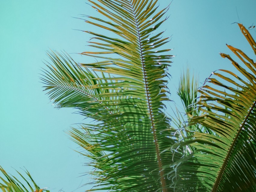 palm tree branches bottom view tree leaves sky Transparent Background Isolation of PNG