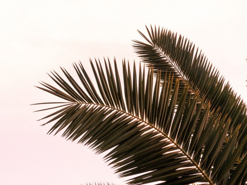 palm tree branches leaves plant sky PNG transparent elements compilation