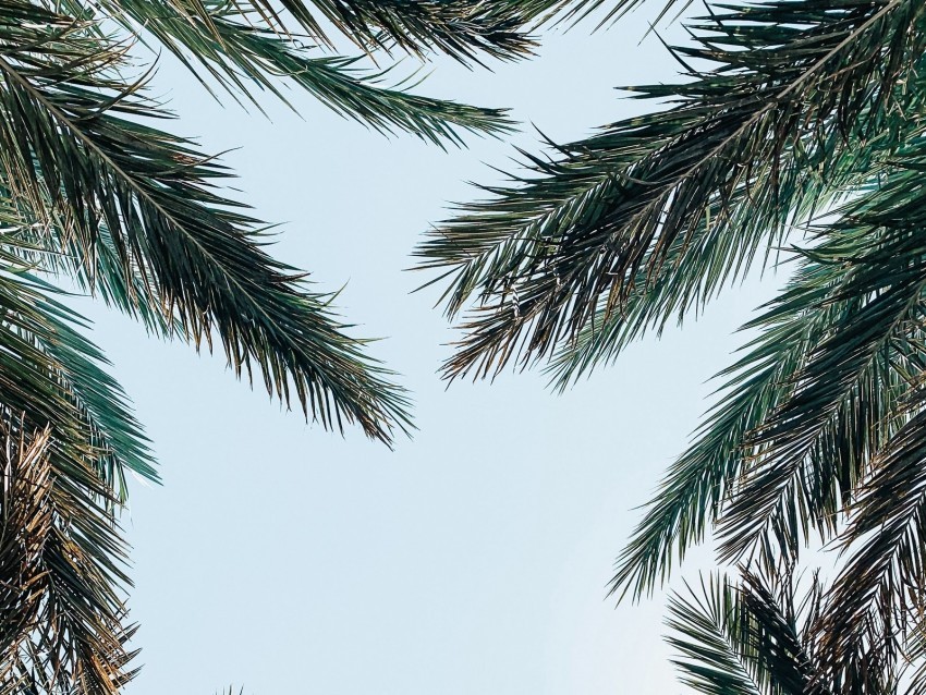 palm tree branches leaves sky bottom view PNG transparent graphic