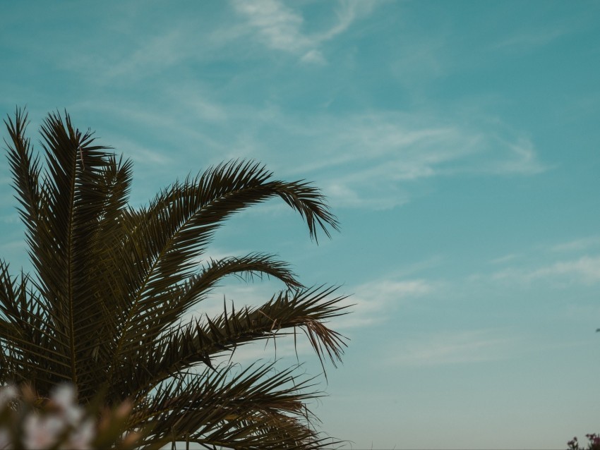 palm tree branches leaves tropics sky PNG with no background required 4k wallpaper