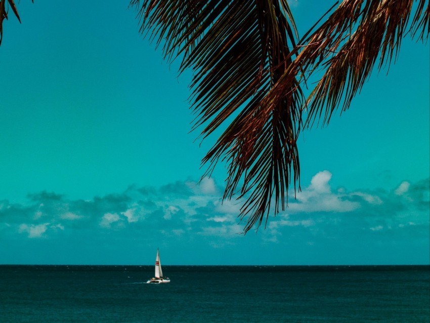 palm tree branches sea horizon PNG images with alpha mask