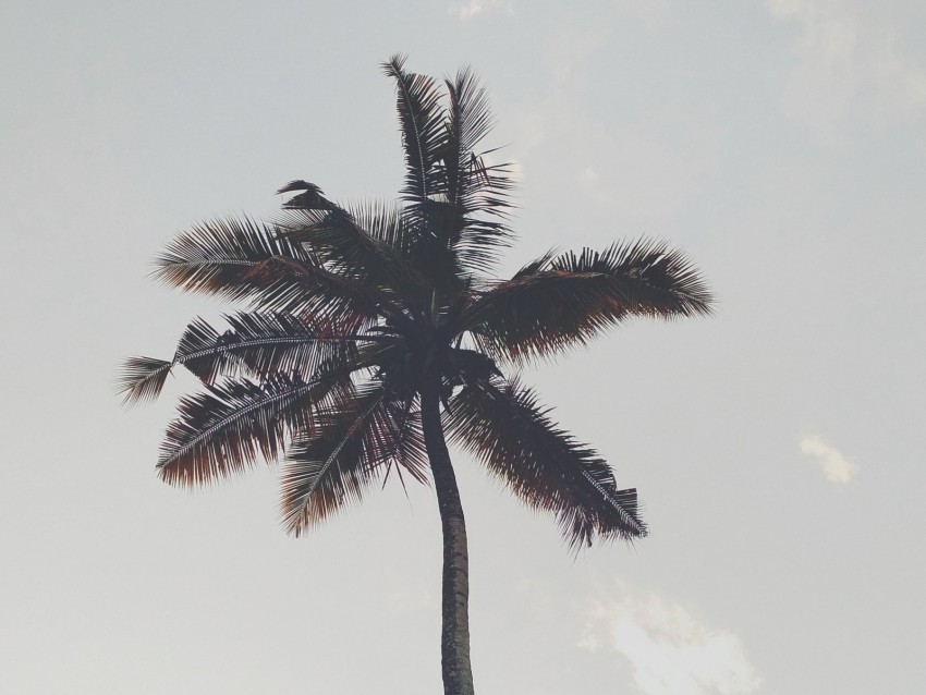 palm tree branches trunk sky bottom view Isolated Subject with Transparent PNG