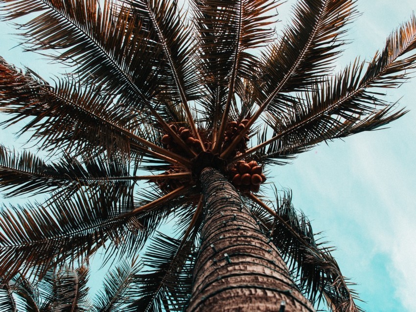 palm tree branches trunk tree bottom view PNG clipart with transparency
