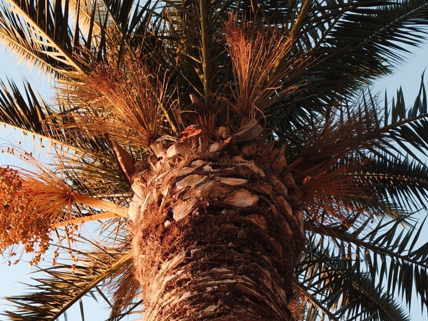 palm tree crown branches leaves Isolated Subject in HighResolution PNG