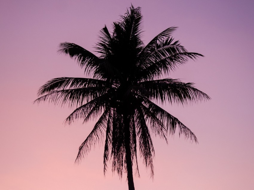 palm tree dark twilight purple PNG Image with Isolated Element 4k wallpaper