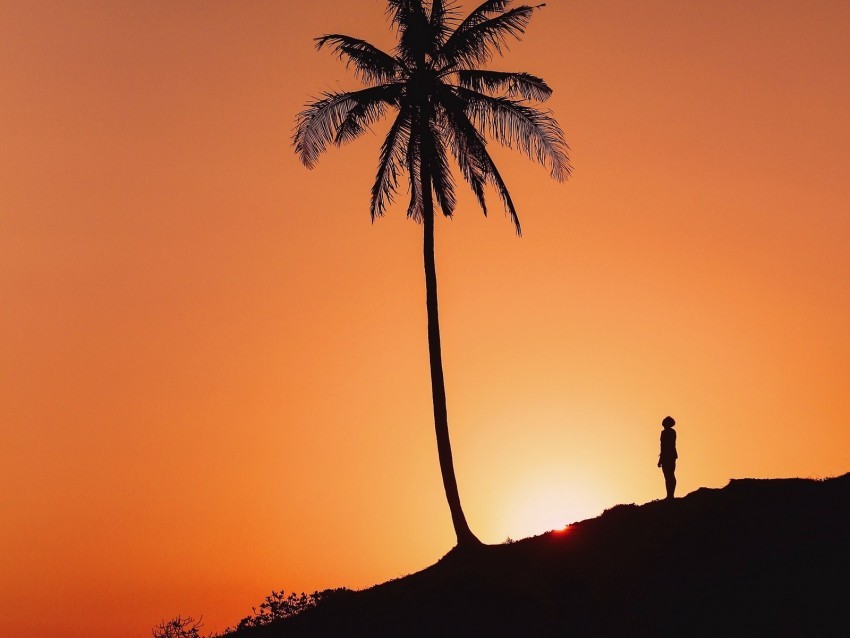 palm tree silhouette sunset hill dark PNG transparency