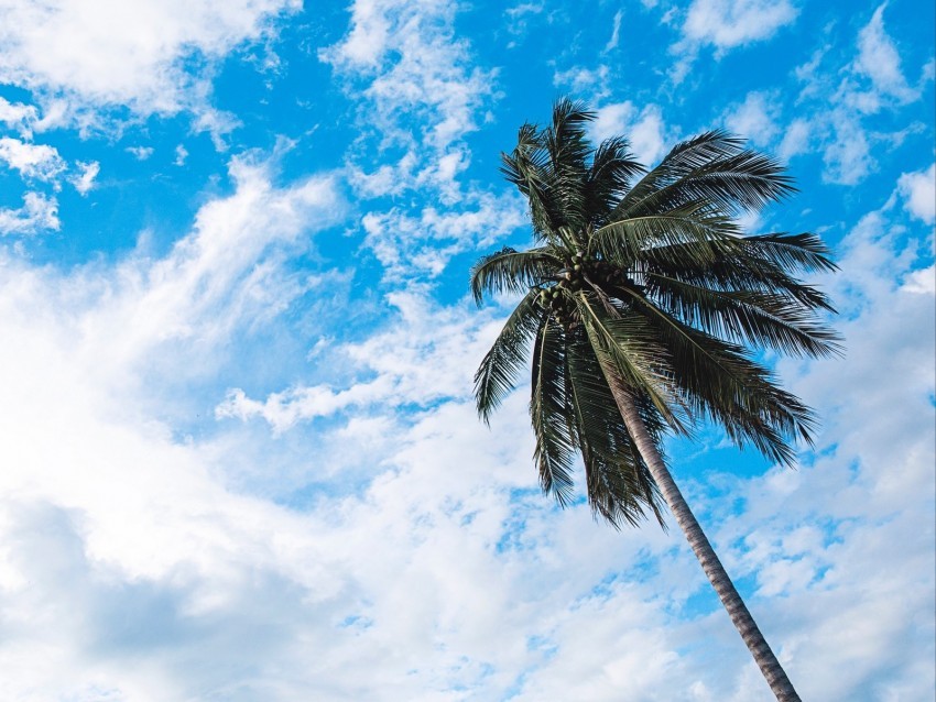 palm tree sky clouds tropics bottom view trunk branches PNG transparent images for social media 4k wallpaper