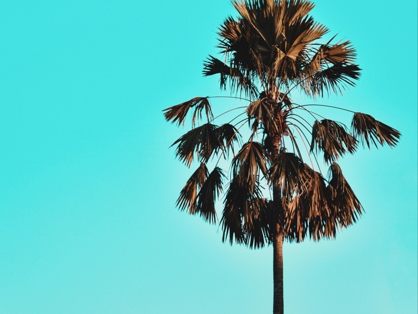 palm tree sky tropics blue PNG images with cutout 4k wallpaper