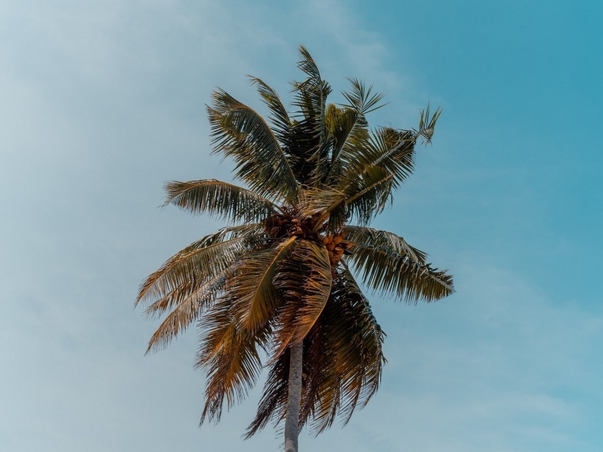 palm tree tree crown top branches PNG with no registration needed