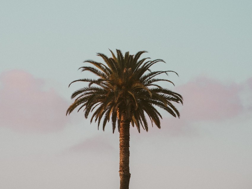 palm tree tropics minimalism sky Clear Background Isolation in PNG Format