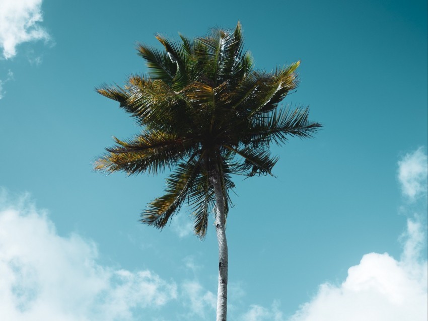 palm tree tropics sky clouds PNG transparent icons for web design