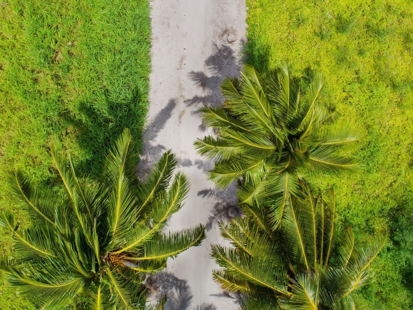 palm trees aerial view path tropics PNG images for printing