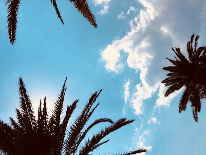 palm trees bottom view branches sky tropics leaves Isolated Graphic on Clear Background PNG