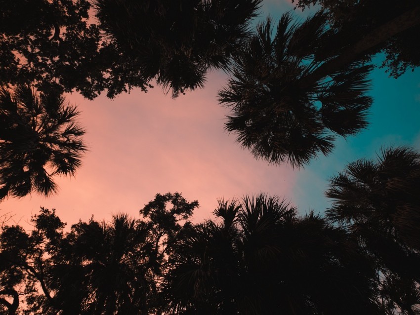 palm trees bottom view sunset tropics twilight PNG with clear transparency