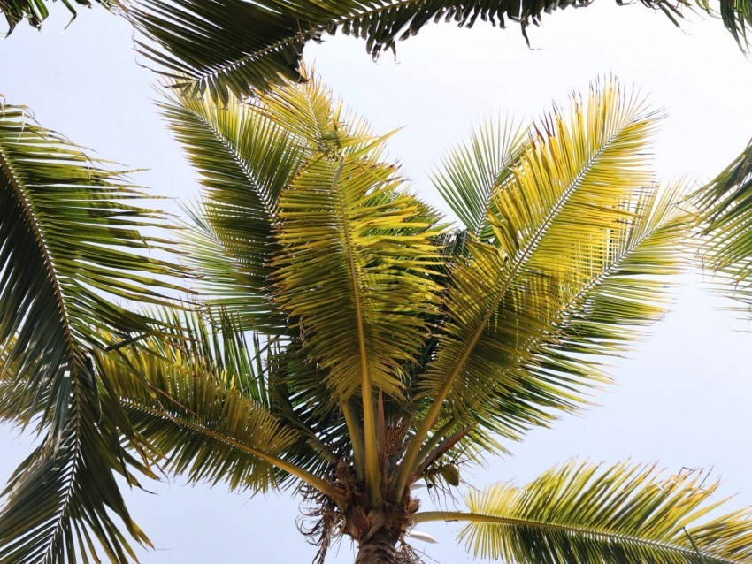 palm trees branches leaves tropics Free transparent PNG