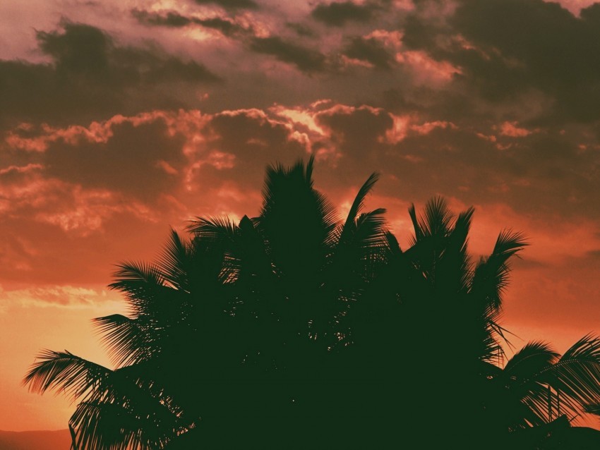 palm trees clouds sunset dark outlines branches tropics PNG images with alpha mask