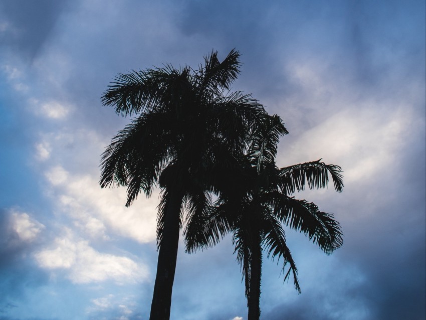 palm trees dark silhouettes sky clouds HighQuality PNG with Transparent Isolation