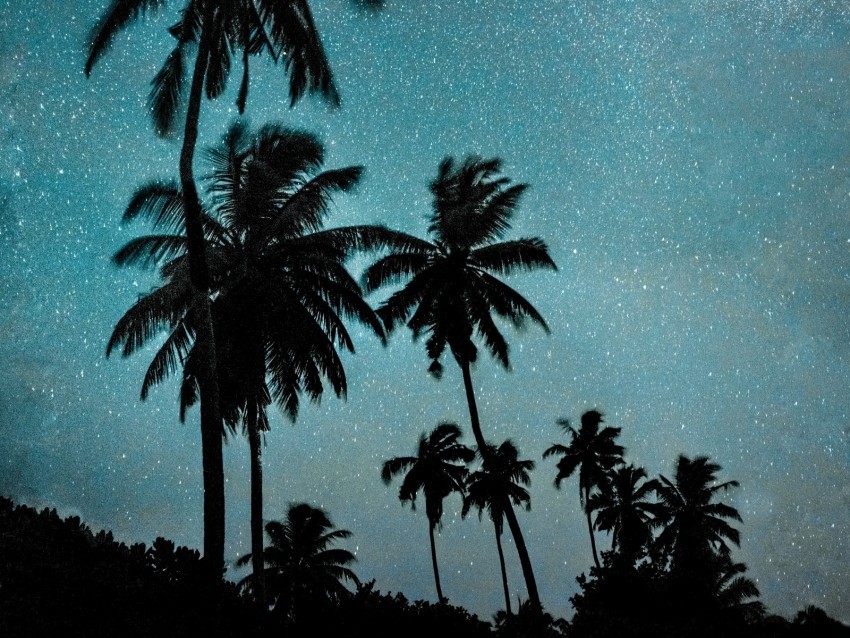 palm trees night starry sky dark milky way Isolated Item with Transparent PNG Background