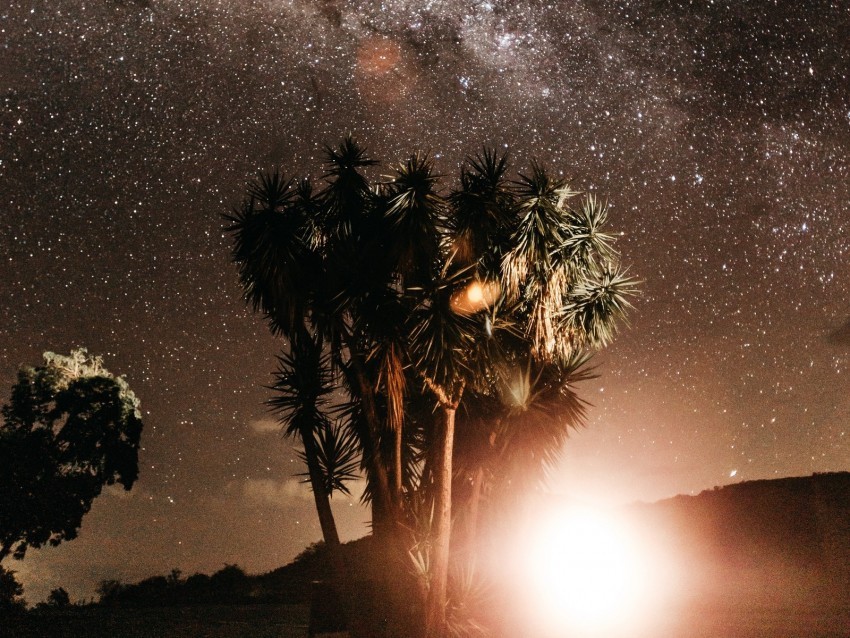 palm trees night starry sky flash bright glare PNG graphics with transparent backdrop 4k wallpaper