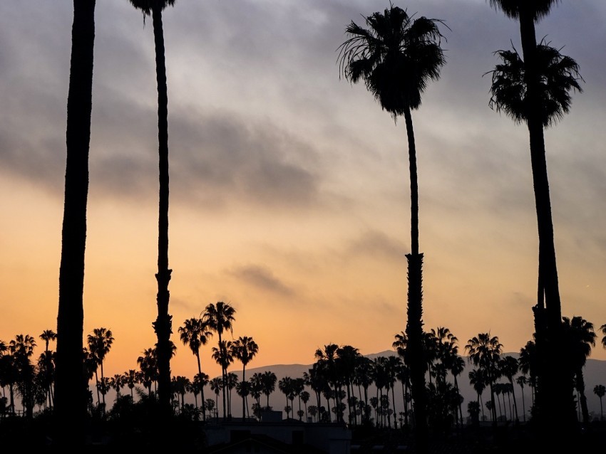 palm trees night sunset tropics sky High-resolution transparent PNG images assortment 4k wallpaper