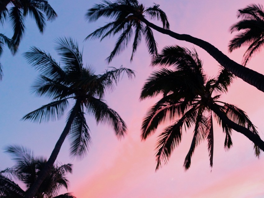 palm trees sky bottom view clouds tropics PNG images with alpha transparency wide selection 4k wallpaper