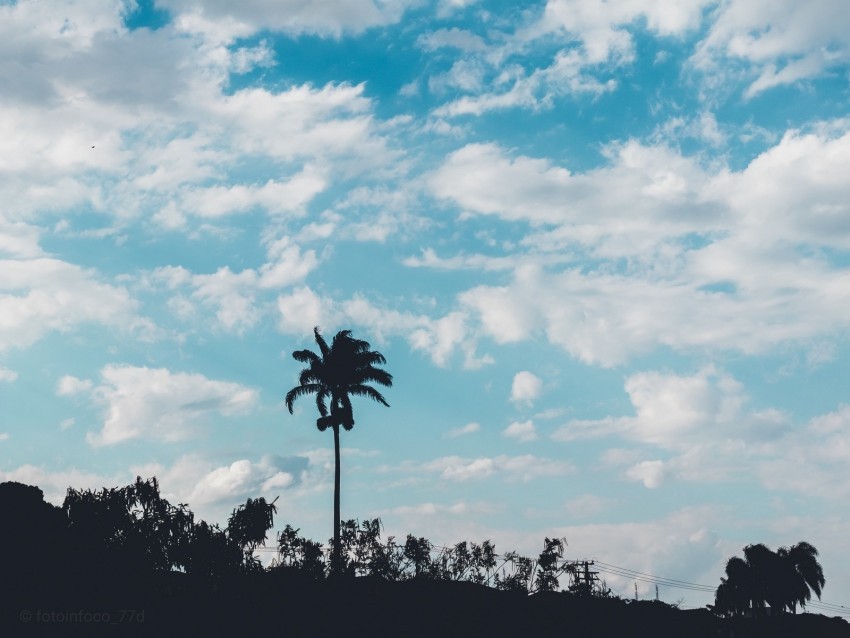 palm trees sky clouds PNG free download transparent background