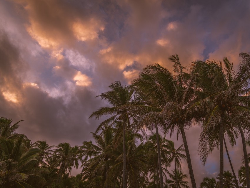 palm trees sky clouds tropics Isolated Element on HighQuality Transparent PNG 4k wallpaper