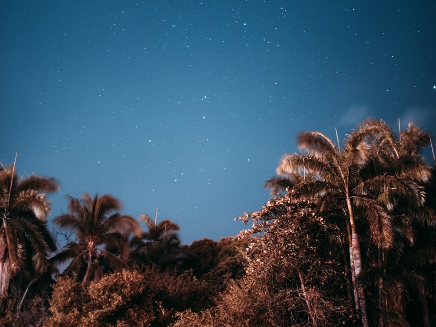 palm trees sky stars evening Transparent PNG images bulk package