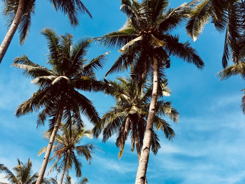 palm trees sky tropics trees PNG for use 4k wallpaper