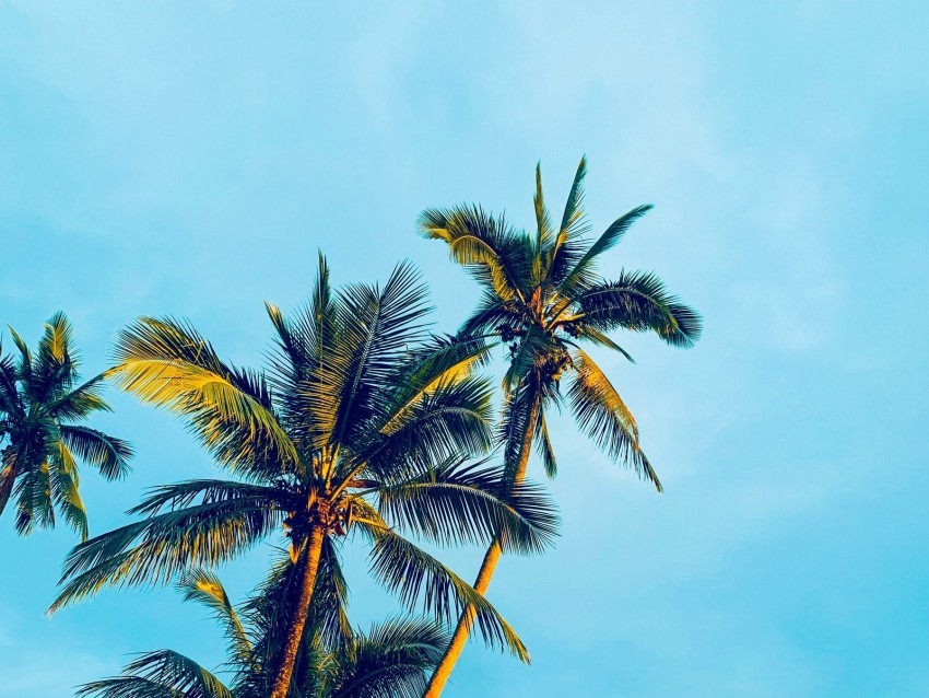 palm trees sky tropics trees light PNG Image with Clear Isolated Object