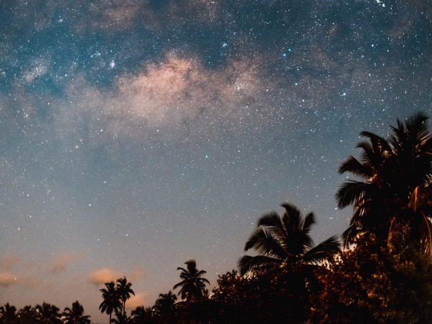 palm trees starry sky night dark trees PNG images with no background free download