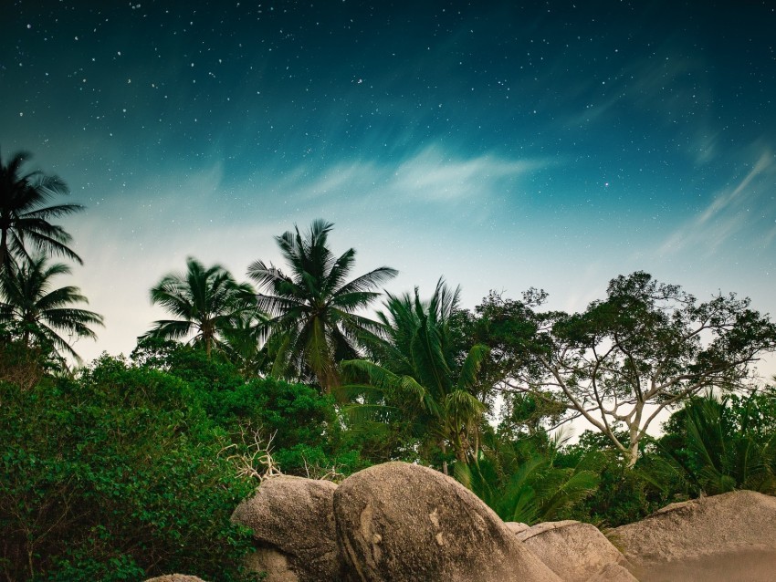 palm trees starry sky stones tropics Transparent PNG Isolated Artwork 4k wallpaper