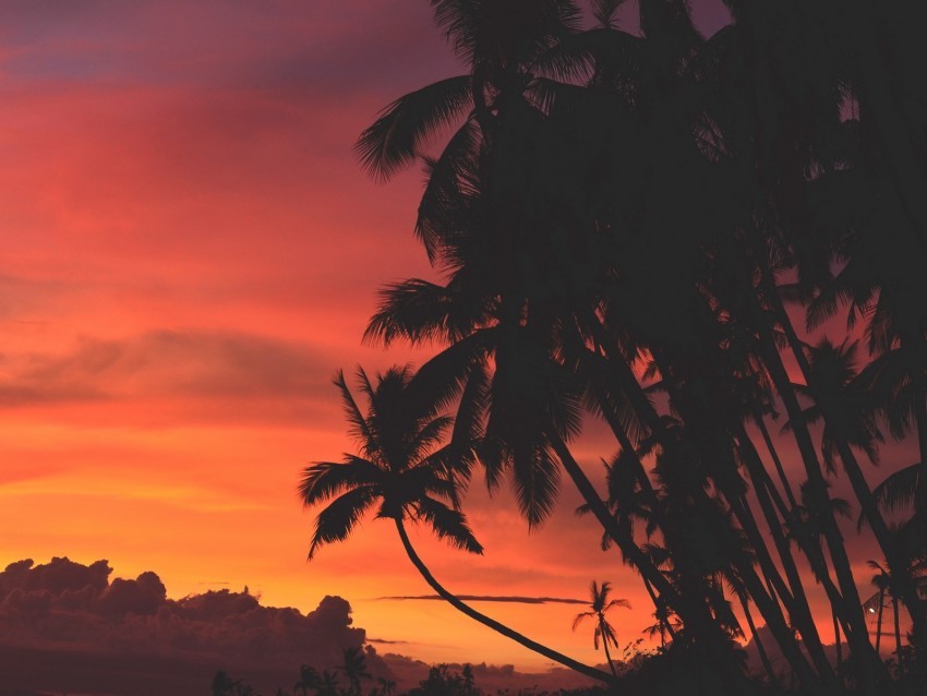 palm trees sunset clouds tropics sky PNG format 4k wallpaper
