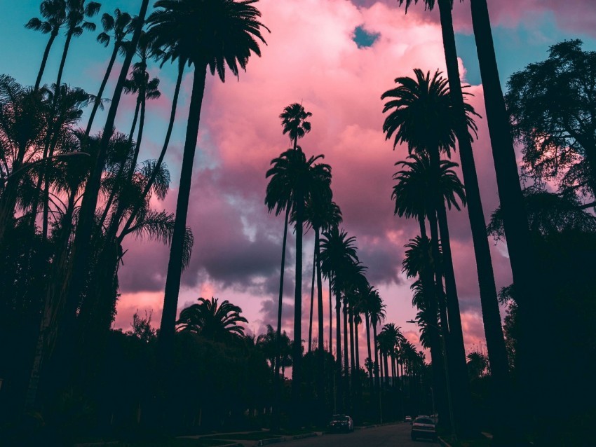 palm trees sunset clouds tropics sky porous Clear Background Isolation in PNG Format