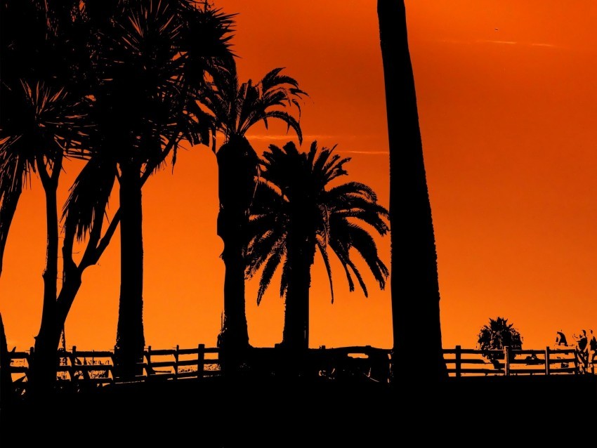 palm trees sunset night silhouettes sun PNG files with no background assortment 4k wallpaper