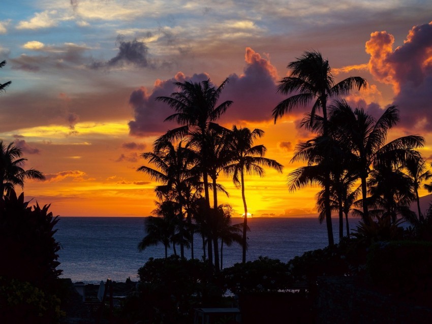 palm trees sunset ocean clouds night tropics PNG Image with Isolated Subject 4k wallpaper