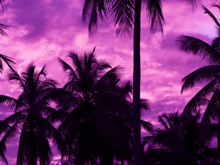 palm trees sunset tropics purple sky PNG with no bg